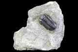 Detailed Gerastos Trilobite Fossil - Morocco #134088-5
